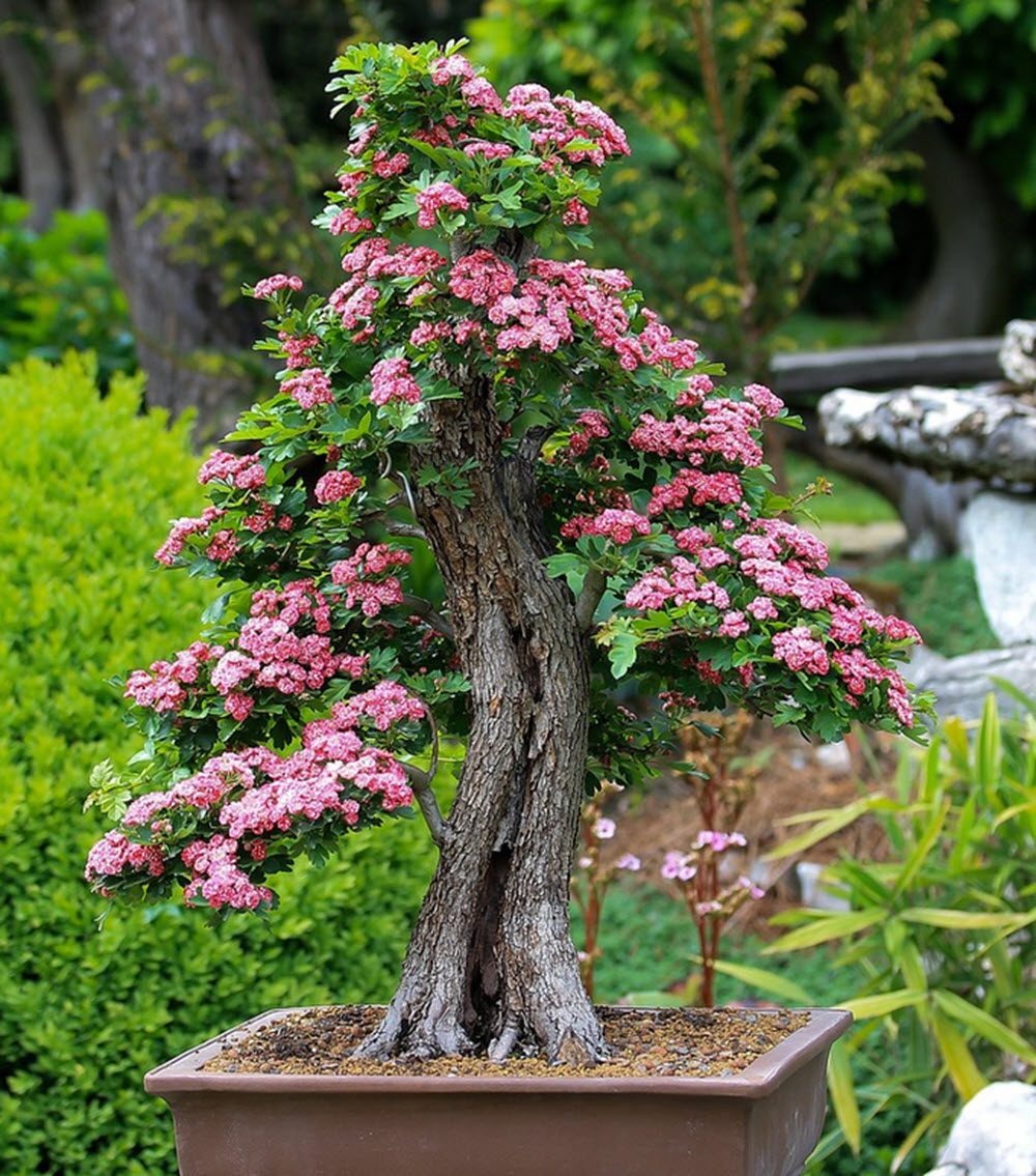 blommande bonsai träd